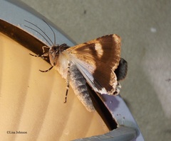 Melipotis famelica