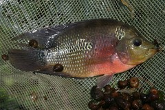 Amphilophus trimaculatus