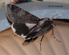 Melipotis famelica