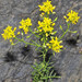 Creeping Yellowcress - Photo (c) faluke, some rights reserved (CC BY-NC), uploaded by faluke