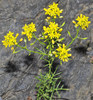 Creeping Yellowcress - Photo (c) faluke, some rights reserved (CC BY-NC), uploaded by faluke
