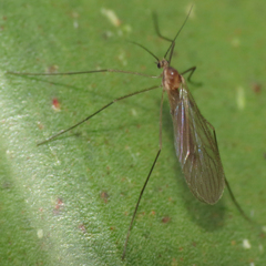 Paracladura trichoptera