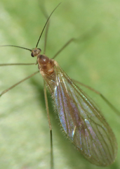 Paracladura trichoptera