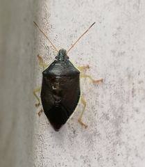 Tynacantha marginata