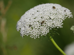 Astylus tucumanensis