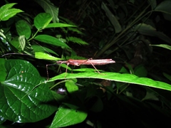 Pseudophasma unicolor