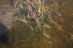 Sagittaria natans