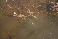 Sagittaria natans