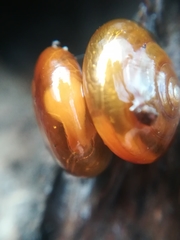 Oxychilus navarricus