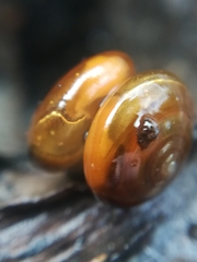 Oxychilus navarricus