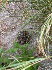 Testudo graeca