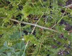Asparagus africanus