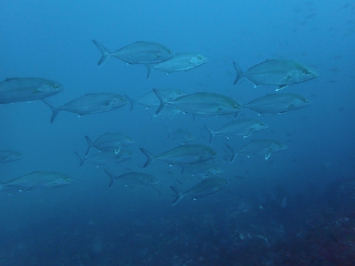 Amberjack