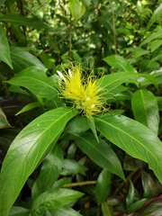 Justicia croceochlamys