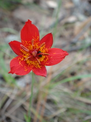 Calochortus fuscus