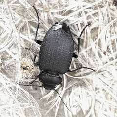 Licinus