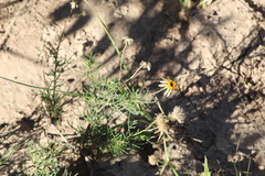 Senecio pinnatus