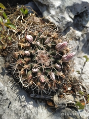 Mammillaria melanocentra melanocentra