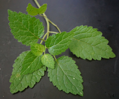 Lamium galeobdolon montanum