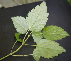 Lamium galeobdolon montanum