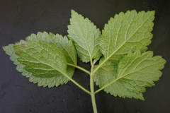 Lamium galeobdolon montanum