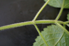 Lamium galeobdolon montanum