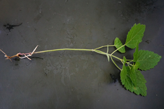 Lamium galeobdolon montanum