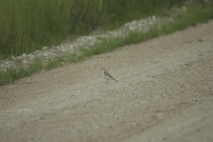 Calandrella cinerea spleniata
