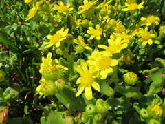 Senecio maritimus