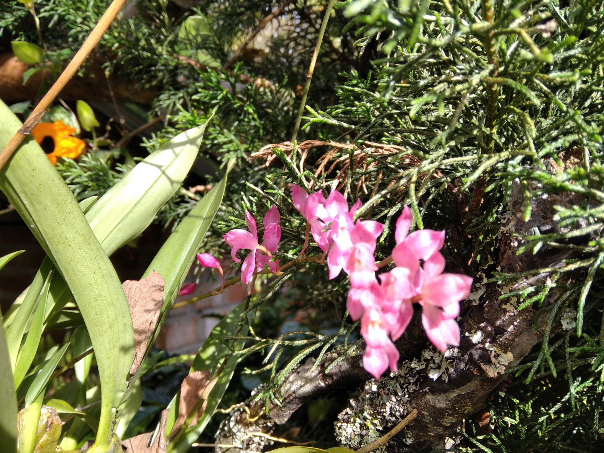 Oncidium strictum image