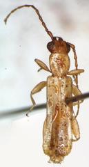 Smodicum parandroides