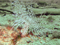 Pachycerianthus solitarius
