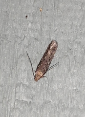 Chionodes pereyra