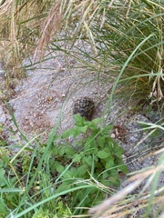 Testudo graeca