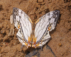 Cyrestis thyodamas thyodamas