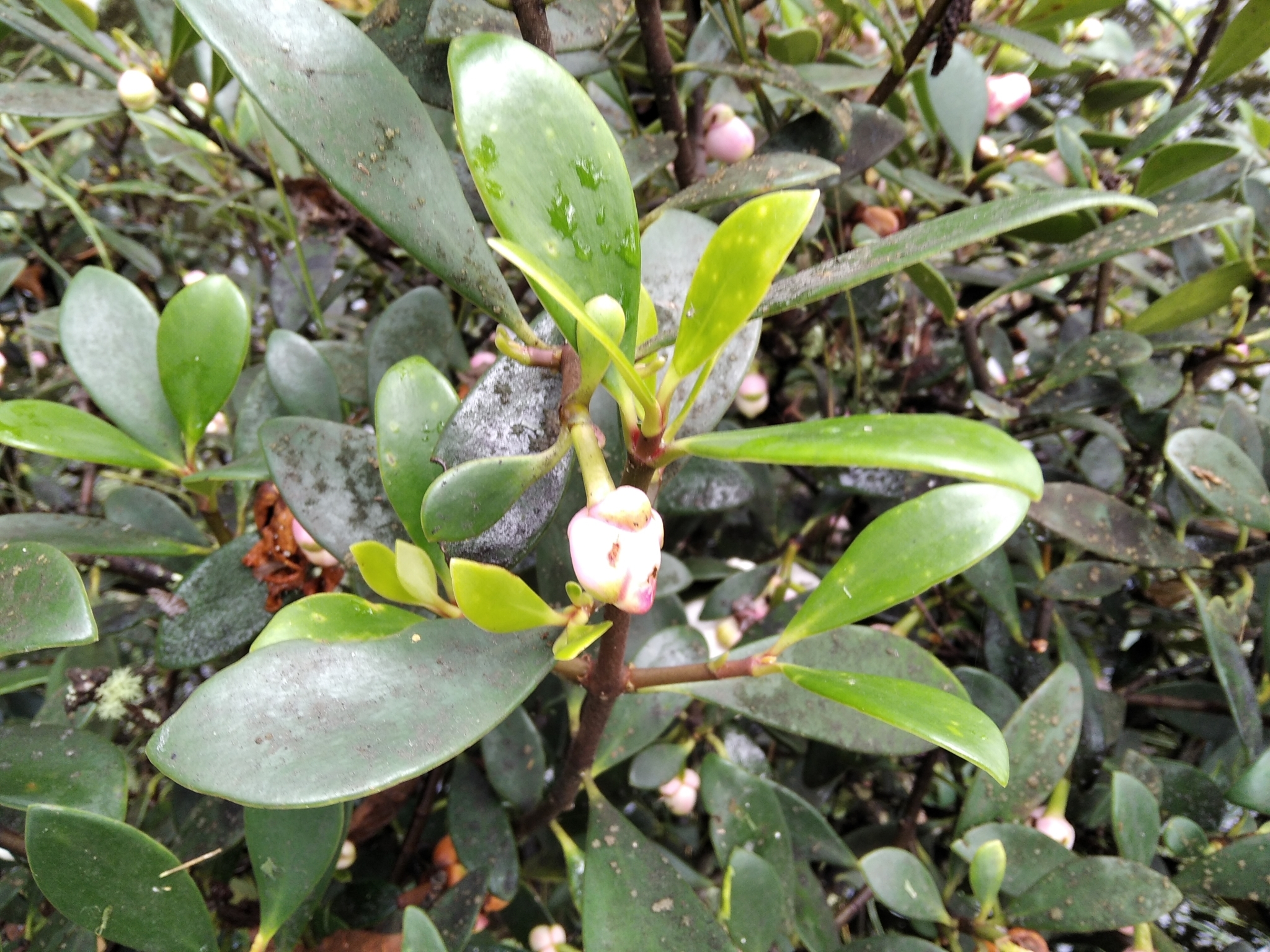 Clusia orthoneura image