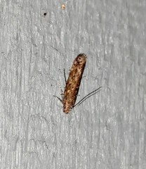Chionodes pereyra