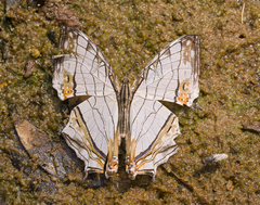 Cyrestis thyodamas thyodamas