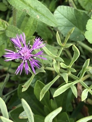 Galactites tomentosus