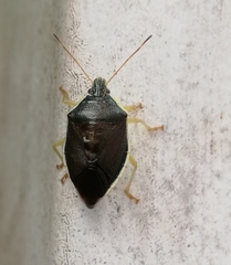 Tynacantha marginata