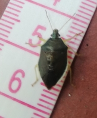 Tynacantha marginata