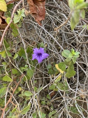 Ruellia californica peninsularis