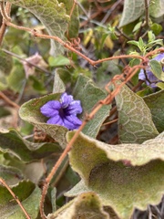 Ruellia californica peninsularis