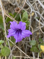 Ruellia californica peninsularis