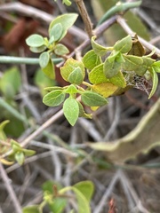 Ruellia californica peninsularis