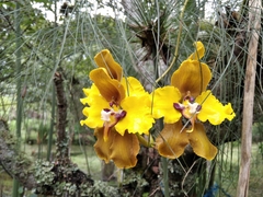 Cyrtochilum macranthum