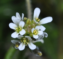 Neotorularia torulosa