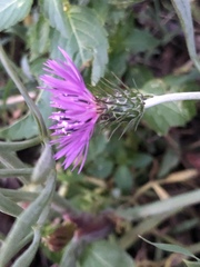 Galactites tomentosus