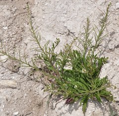 Neotorularia torulosa