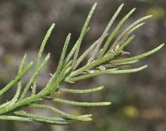 Neotorularia torulosa